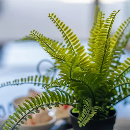 ヴィラ Antonijo *